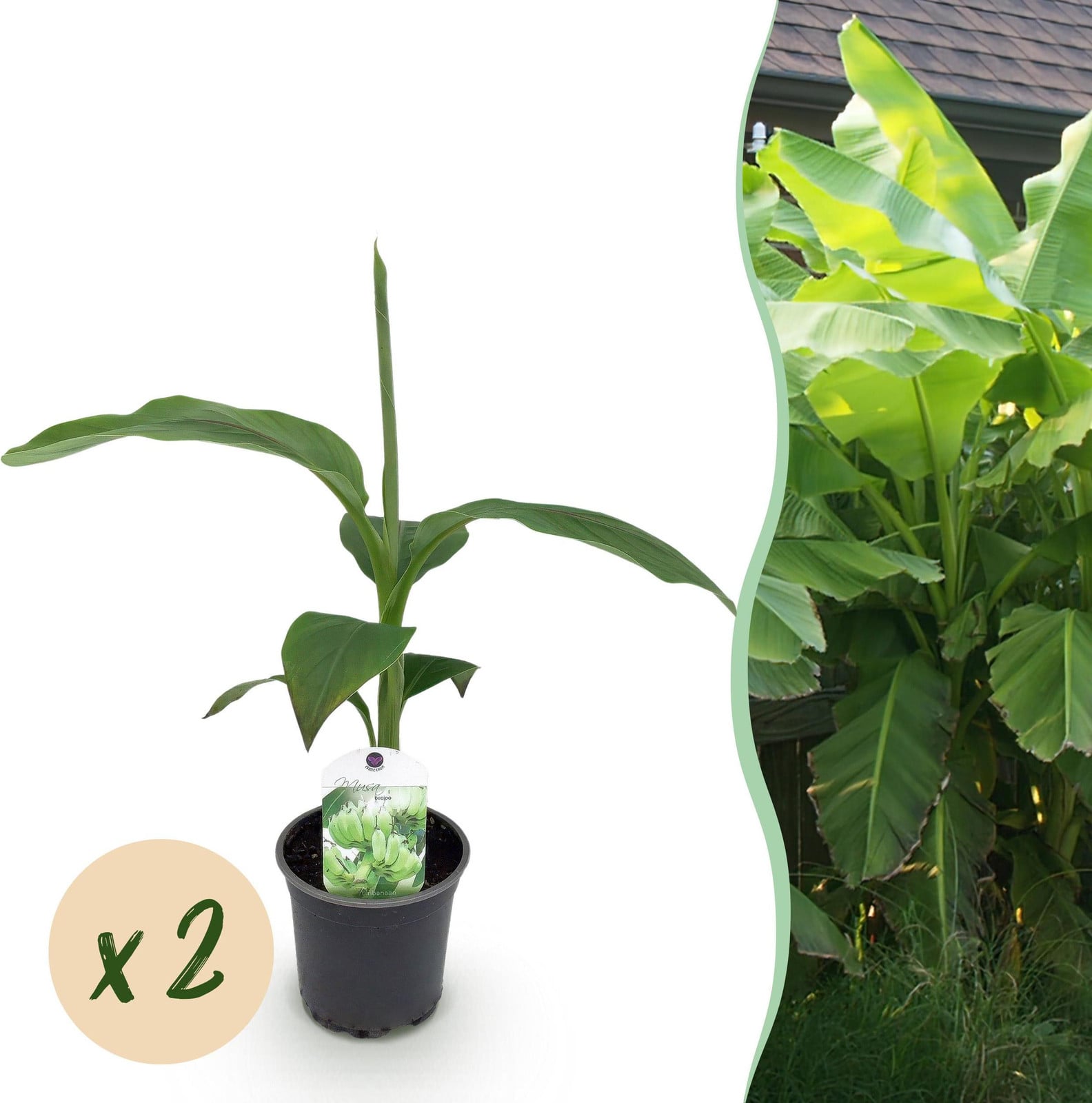 Pflanzenboutique Musa Basjoo Bananenplant - Winterhard - 2 stuks - Potdiameter: 15 cm