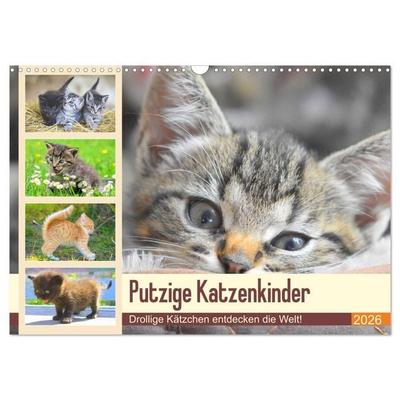Putzige Katzenkinder. Drollige Kätzchen entdecken die Welt! (Wandkalender 2026 DIN A3 quer), CALVENDO Monatskalender