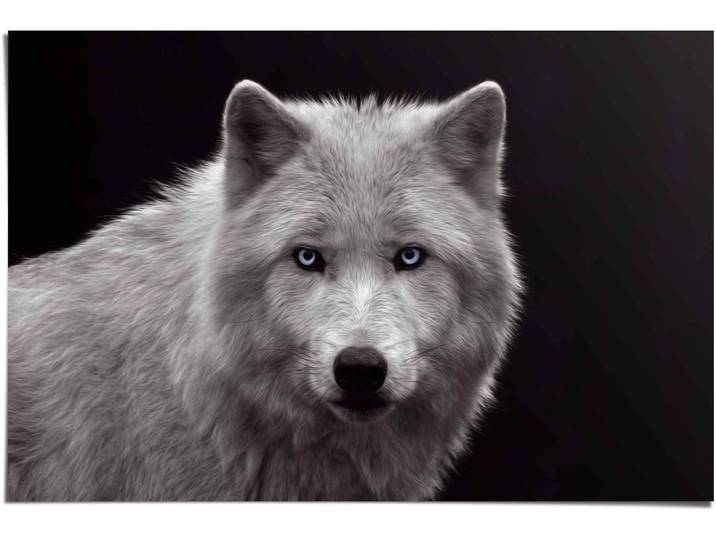 Poster REINDERS Weißer Wolf , schwarz (farbe bild(er): schwarz), B:91,5cm H:61cm, Papier, Bilder, Poster