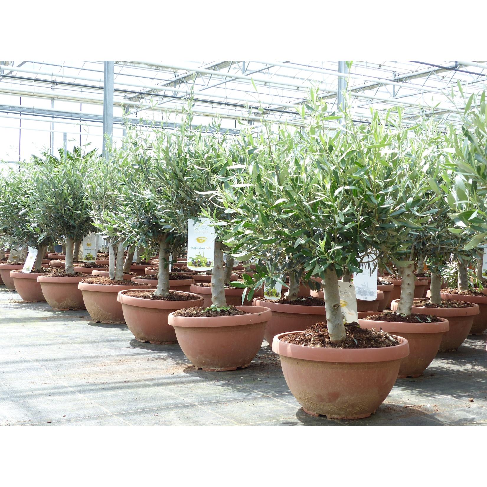 Olivenbaum Bonsai 70 - 90 cm Formgehölz, Olive winterhart, Olea europaea