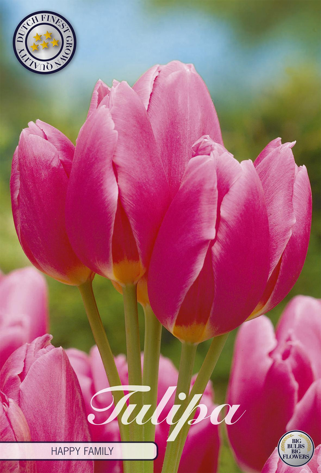 Sam van Schooten Tulpenbollen Happy Family (7 stuks)