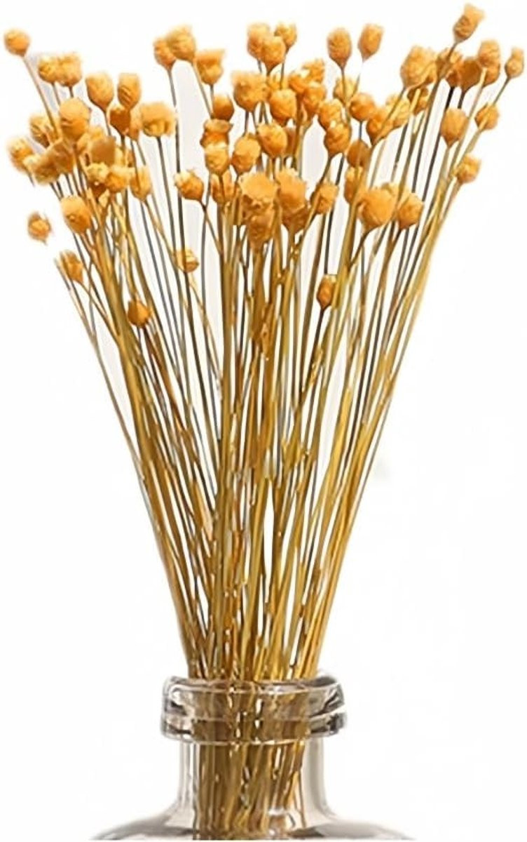 250 stengels natuurlijke gedroogde mini daisy en kamille bloemen voor bruiloft en DIY decoratie