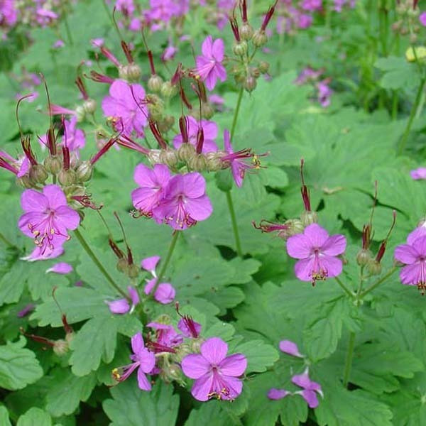 6 x Geranium macrorrhizum Ooievaarsbekje in pot van 9x9 cm van Arborix