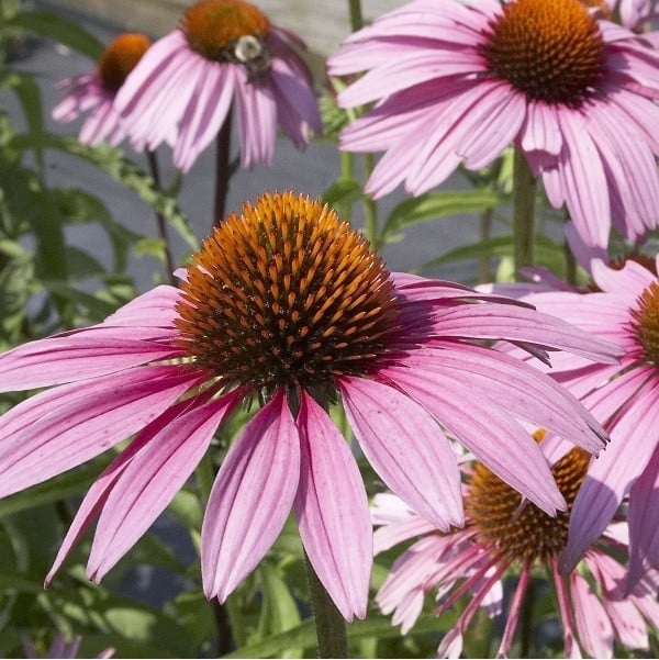 6 x Echinacea purpurea Magnus Nepzonnebloem in pot van 9x9 cm
