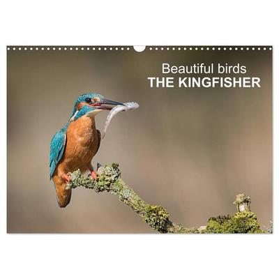Beautiful birds THE KINGFISHER (Wall Calendar 2026 DIN A3 landscape), CALVENDO 12 Month Wall Calendar