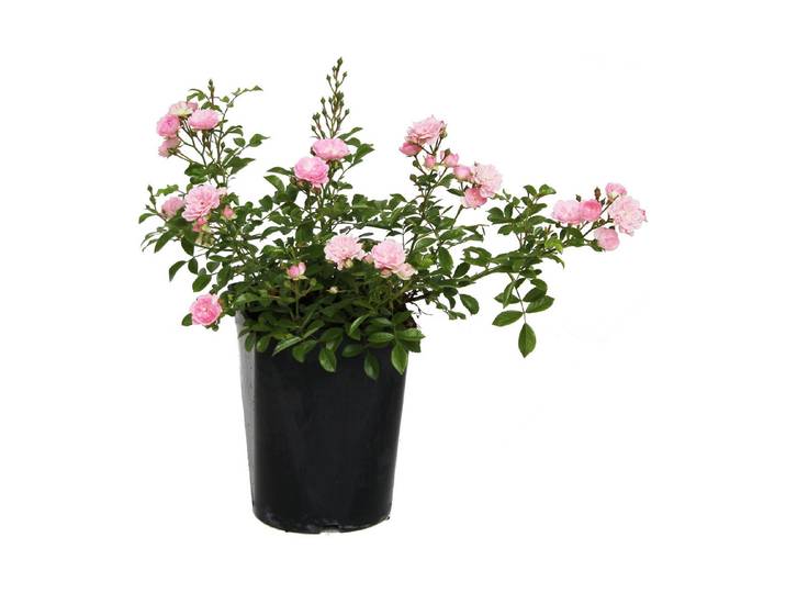 Bodendeckerrose The Fairy '(Rosa 'The Fairy '), TopfgrösseØ18cm'