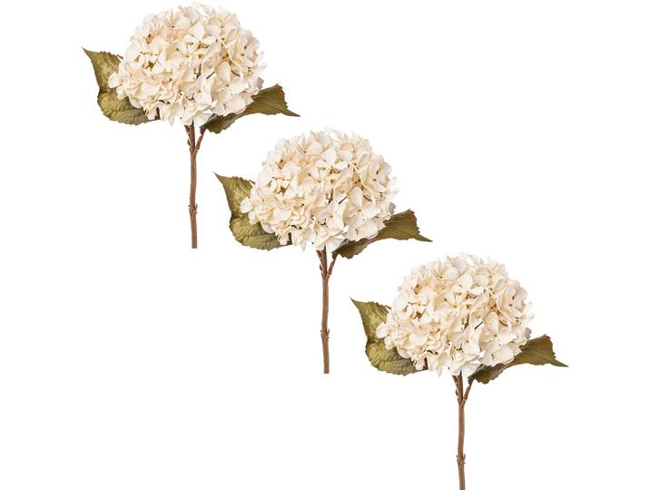 Creativ green Hortensie