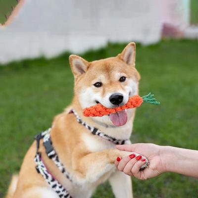 All Categories Goods Carrot Rope Dog Toys For Puppy Teething And Dental Chew Play Carrot Rope Dog Toys For Puppy Teething And Dental Chew Play