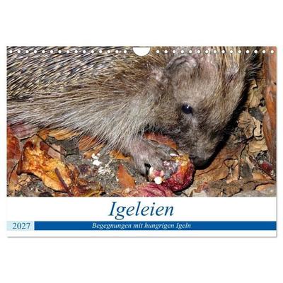 Igeleien - Begegnungen mit hungrigen Igeln (Wandkalender 2027 DIN A4 quer), CALVENDO Monatskalender