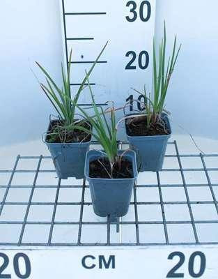 6 x Kniphofia hybr. 'Alcazar' Fakkelbloem - Pot van 9 x 9 cm - GRDplanten