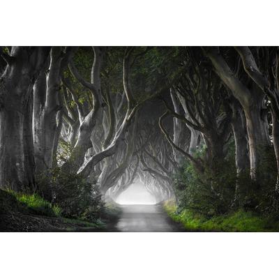 Fototapete PAPERMOON "Photo-Art NICOLA MOLTENI, DUNKLE HEDGES", bunt, B:3,5m L:2,6m, Vlies, Tapeten