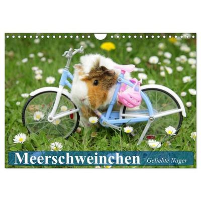 Meerschweinchen. Geliebte Nager (Wandkalender 2026 DIN A4 quer), CALVENDO Monatskalender