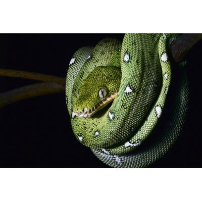 Papermoon "SMARAGDBOA-SCHLANGE TIER REPTIL AMAZONAS REGENWALD BOA"