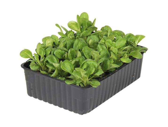 Bio Nüsslisalat 12er Schale