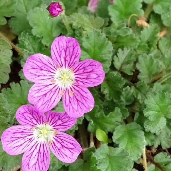 6 x Reigersnavel Erodium variabile Bishop's Form in pot van 9x9 cm