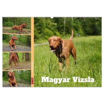 Faszination Magyar Vizsla (Wandkalender 2027 DIN A2 quer), CALVENDO Monatskalender