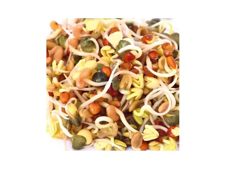Gusta 600B02 Samen Microgreens Daikon-Rettich