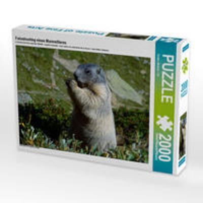 CALVENDO Puzzle Fotoshooting eines Murmeltieres 2000 Teile Lege-Größe 90 x 67 cm Foto-Puzzle Bild von Susan Michel / CH
