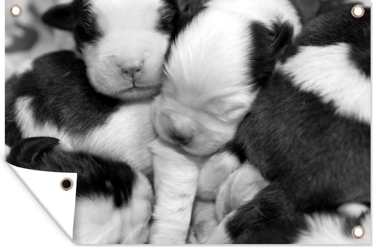 Tuinposter Sint Bernard puppies zwart wit - Tuindecoratie voor buiten - Breedte: 180 cm, Hoogte: 120 cm