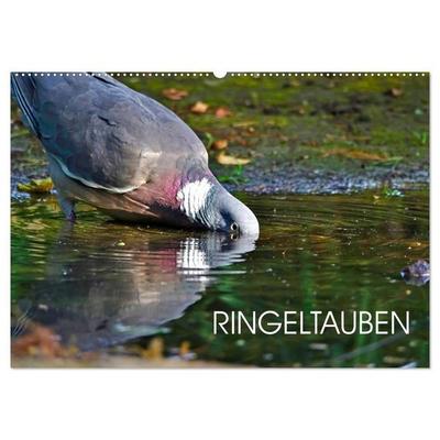 Ringeltauben (Wandkalender 2027 DIN A2 quer), CALVENDO Monatskalender