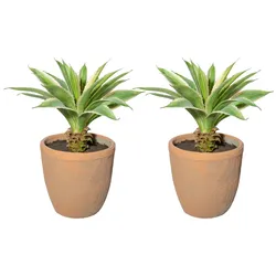 CREATIV green künstliche Pflanze Agave, ca 35cm, 2er Set