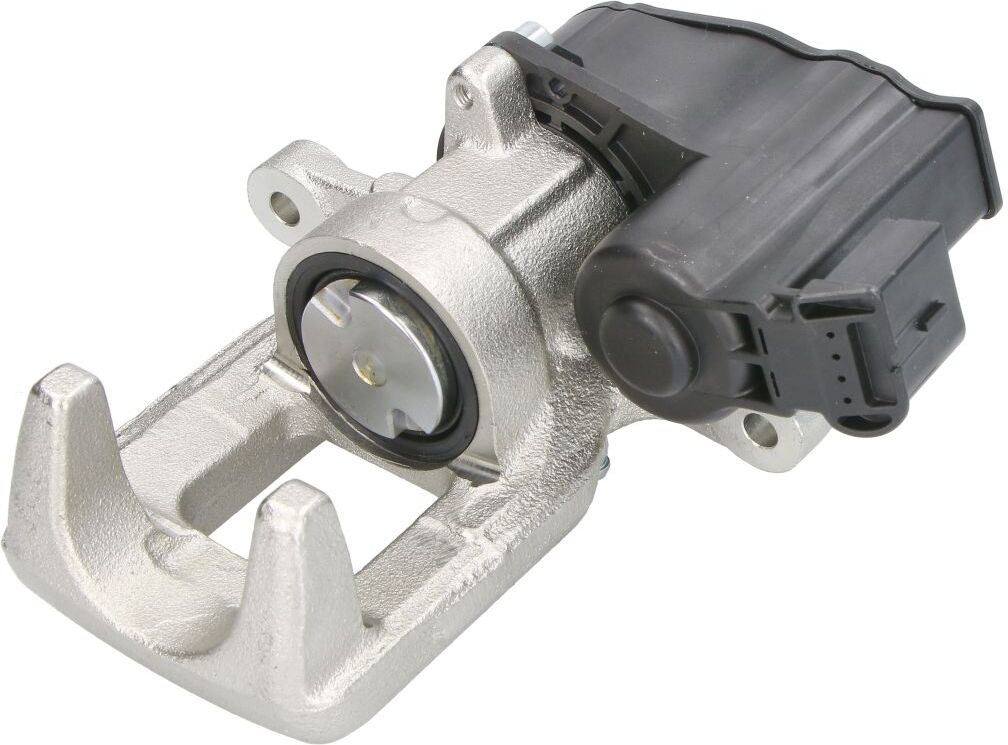 Jarrusatula Abe Czh2360
