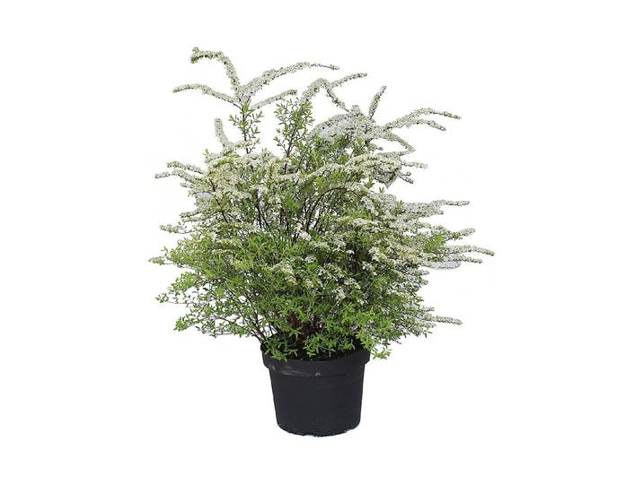 Braut-Spiere - Spiraea cinerea Grefsheim 80-100cm inklusive Topf