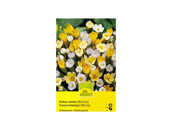 Select Blumenzwiebel Crocus chrysanthus Mischung