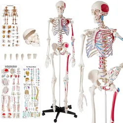 tectake® Skelett, lebensgroß und detailgetreu, farblich markierte Bereiche sowie Muskel- und Knochennummerierung, inklusive Anatomieposter