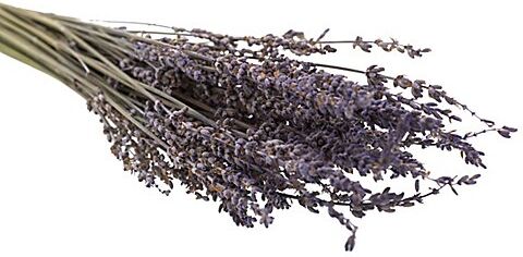 Echter Lavendel, natur