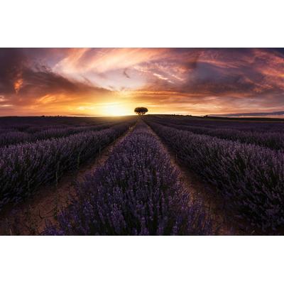 Fototapete PAPERMOON "Photo-Art JORGE RUIZ DUESO, LAVENDEL-SONNENUNTERGANG", bunt, B:4m L:2,6m, Vlies, Tapeten