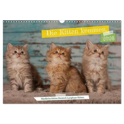Die Kitten kommen. (Wandkalender 2026 DIN A3 quer), CALVENDO Monatskalender