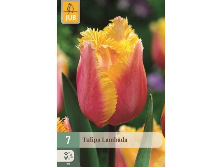 Tulp Lambada 7 bollen