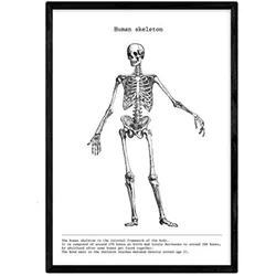 POSTER Anatomie Skelett A3 Rahmenlos