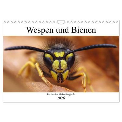 Faszination Makrofotografie: Wespen und Bienen (Wandkalender 2026 DIN A4 quer), CALVENDO Monatskalender