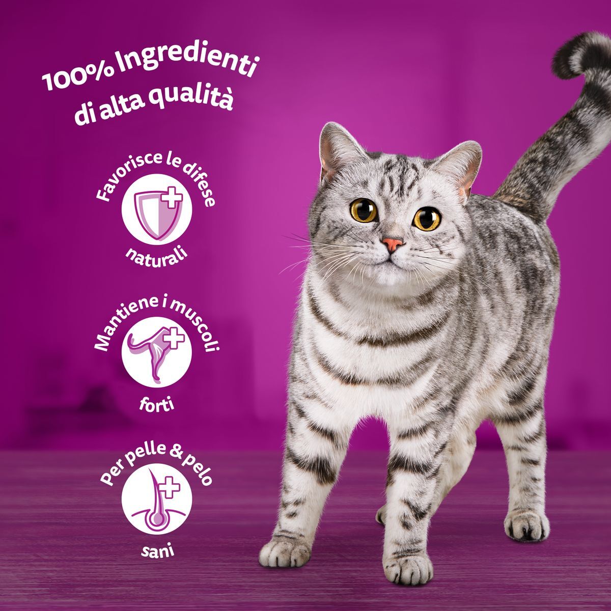 Whiskas Duo Cat Busta Multipack 12x85G MIX GUSTOSO