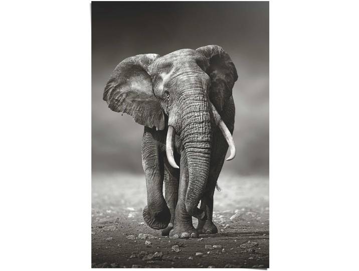 Poster REINDERS Poster Elefant Wanderung , schwarz (farbe bild(er): schwarz), B:61cm H:91,5cm, Papier, Bilder, Poster