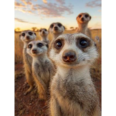 CALVENDO Puzzle Erdmännchen Gruppe in der Savanne beim Sonnenuntergang | 1000 Teile Lege-Größe 64x48cm Foto-Puzzle für glückliche Stunden