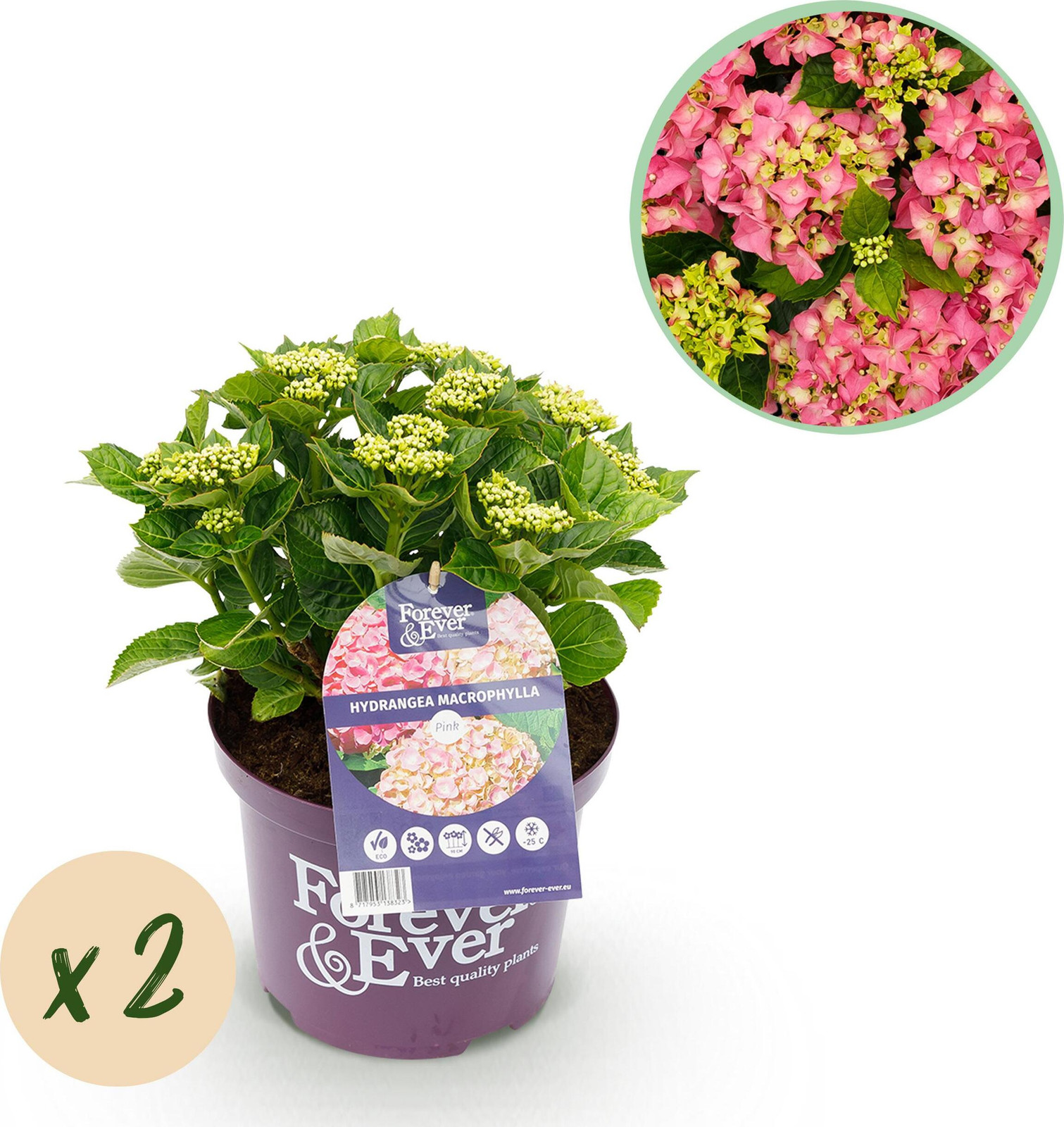 Pflanzenboutique Hortensia Hydrangea Forever & Ever Roze 2 Tuinplanten 40-55cm Ø23cm