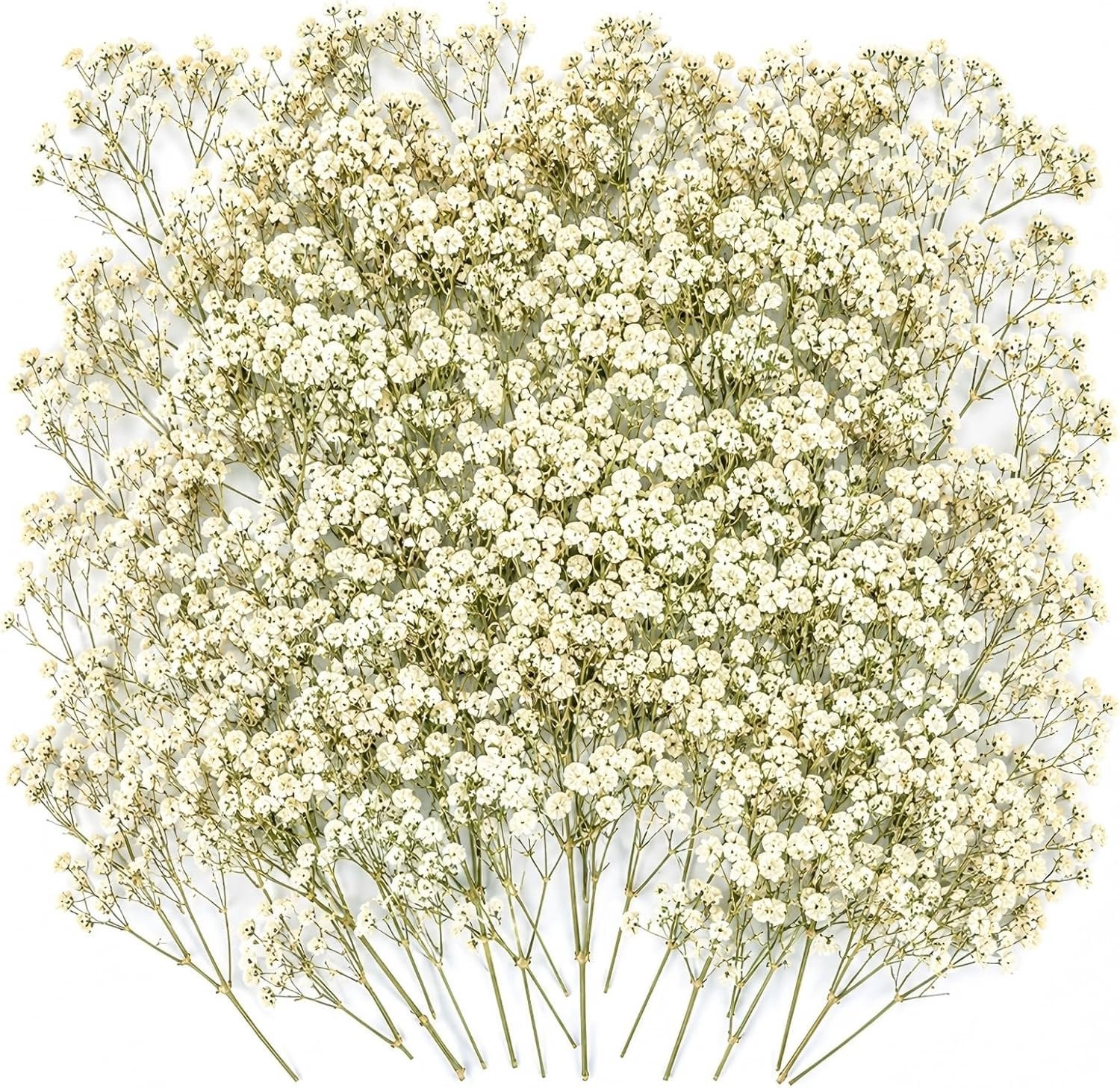 100 stuks Witte gedroogde Gypsophila bloemen voor bruiloften en decoratie