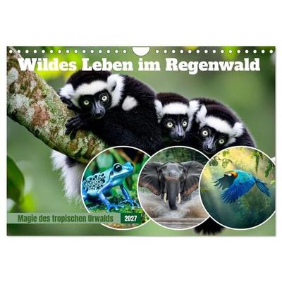 Wildes Leben im Regenwald (Wandkalender 2027 DIN A4 quer), CALVENDO Monatskalender