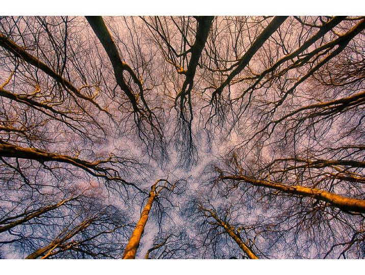 Fototapete PAPERMOON Sonnenaufgang durch den Wald , bunt, B:4,5m L:2,8m, Vlies, Tapeten, Fototapete