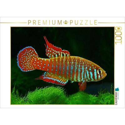 CALVENDO Puzzle Simpsonichthys zonatus, BRASILIEN | 1000 Teile Lege-Größe 64x48cm Foto-Puzzle für glückliche Stunden