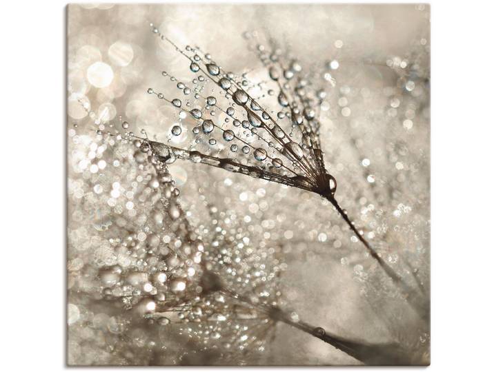Leinwandbild ARTLAND Pusteblume Tautropfen , beige (farbe bild(er): naturfarben), B:70cm H:70cm, Bilder, Leinwandbild, auf Holzrahmen gespannt