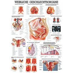 anat. Lehrtafel: Weibl.Geschlechtsorgane 70 x 100 cm, Papier