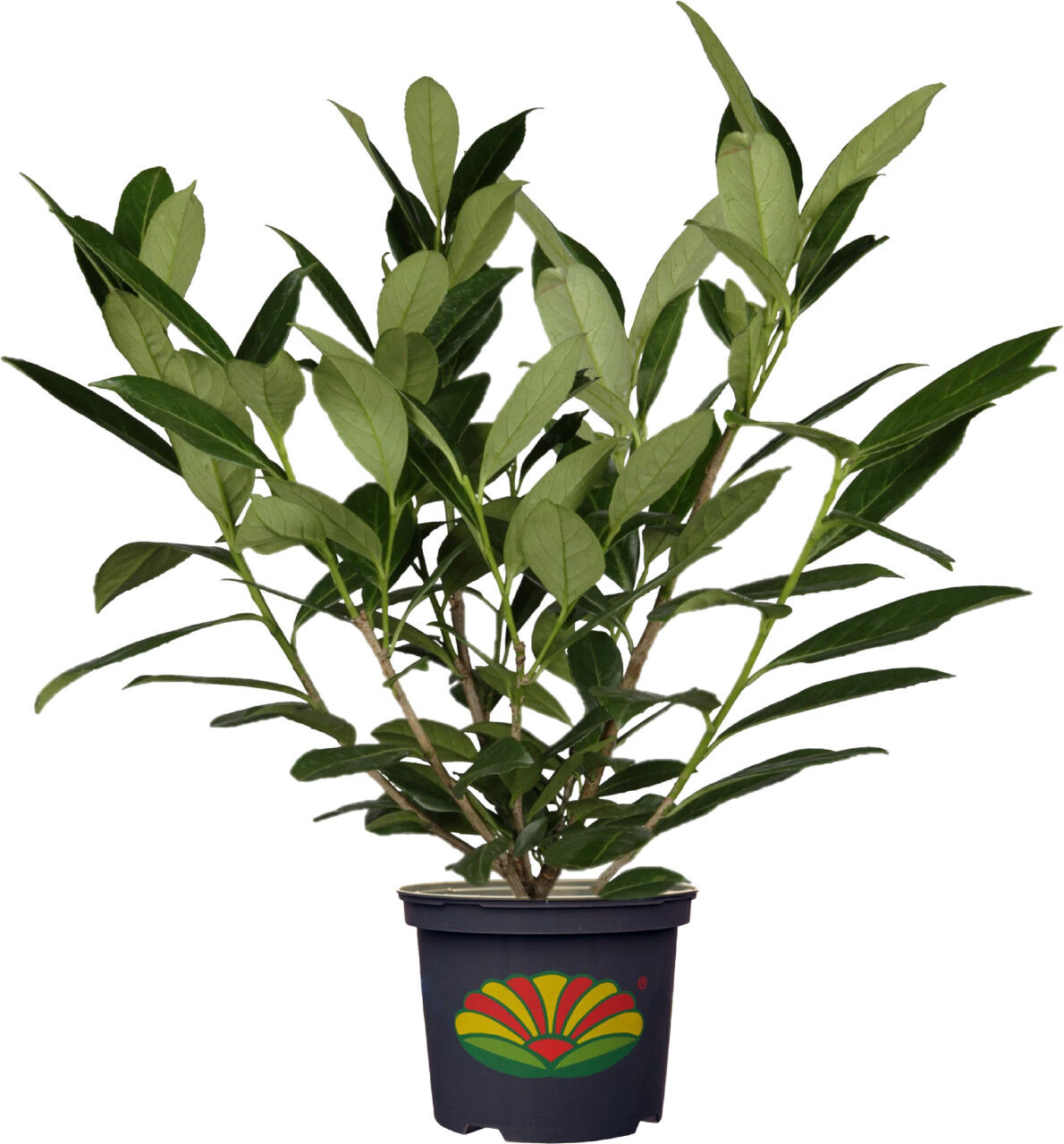 Pflanzen Kirschlorbeer Prunus laur. Novita H 60-80 cm 23 cm Topf