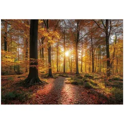 FOTOTAPETE Wald Bäume Braun 250x175 cm
