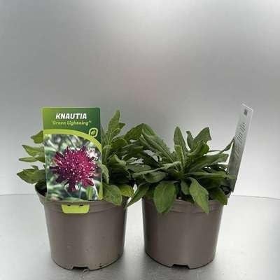 6x Knautia mac. 'Green Lightning' Breemdkroon, 9x9 cm pot