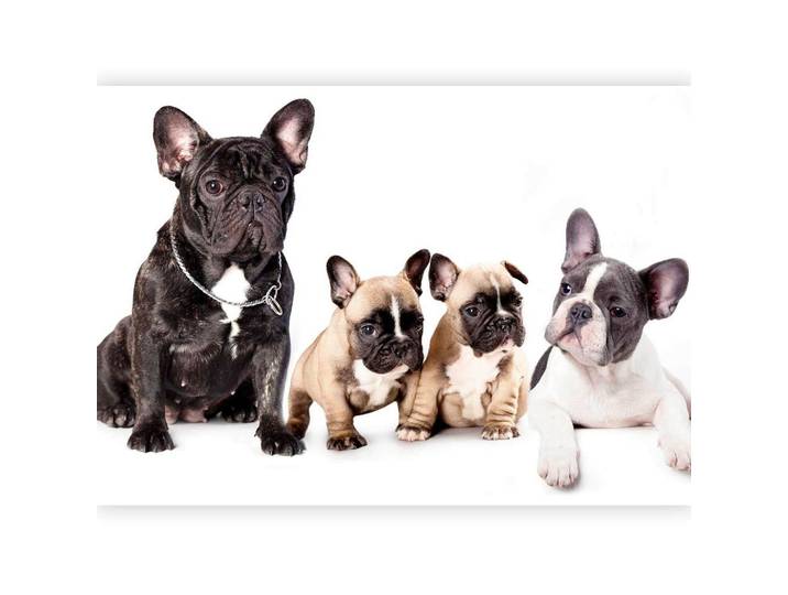 Fototapete French Dogs Schwarz/weiß