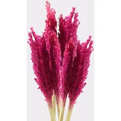 Cantal Grass Bunch - Pink